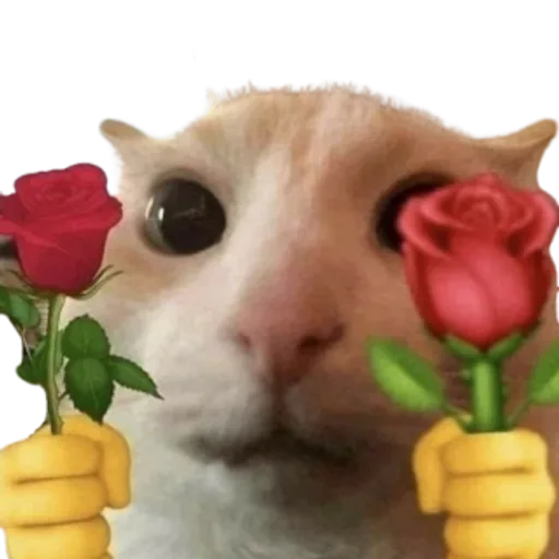 two roses, both red, like my portfolio